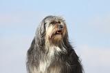 PETIT CHIEN LION 166